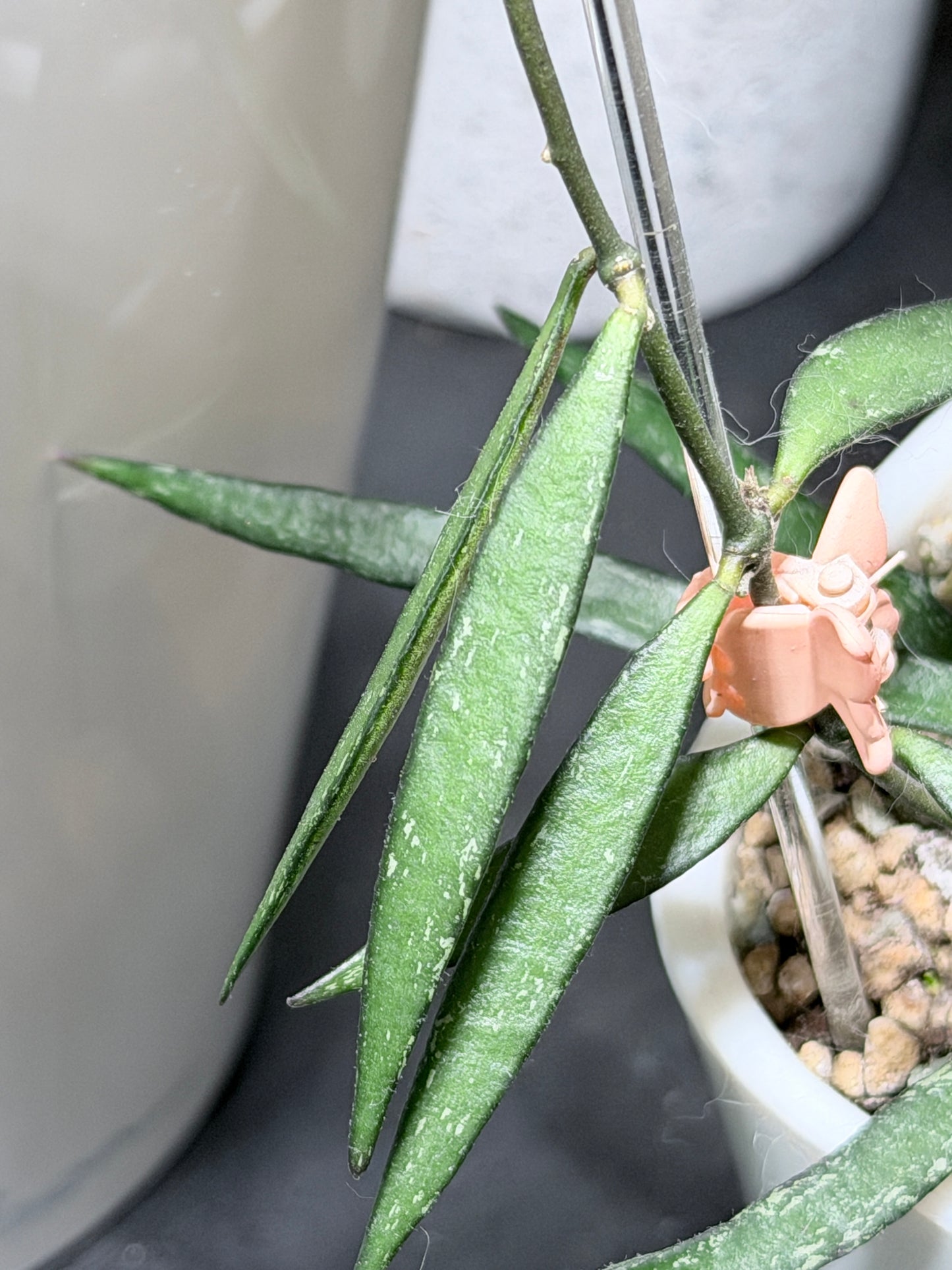 Hoya NO ID sp. 'Sumatra' – cutting, unrooted, 1-2 leaves