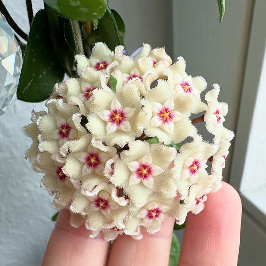 Hoya Mathilde cutting - unrooted, 4-6 leaves