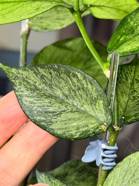 Hoya Polyneura 'Variegated' | Cutting 1-2 Leaves