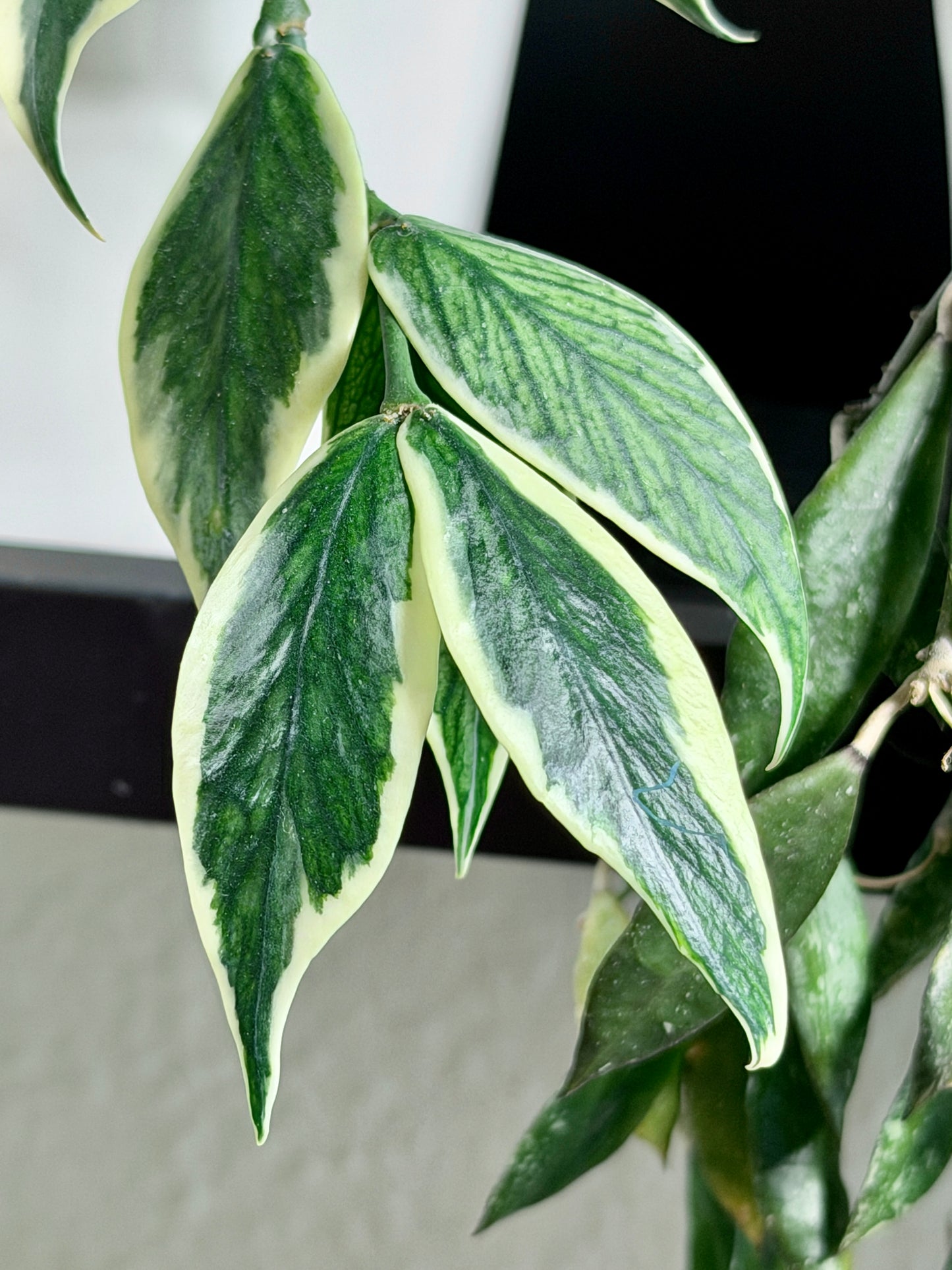 Hoya Polyneura Albomarginata aka 'Outer Variegata' | Cutting, unrooted, 1-2 leaves