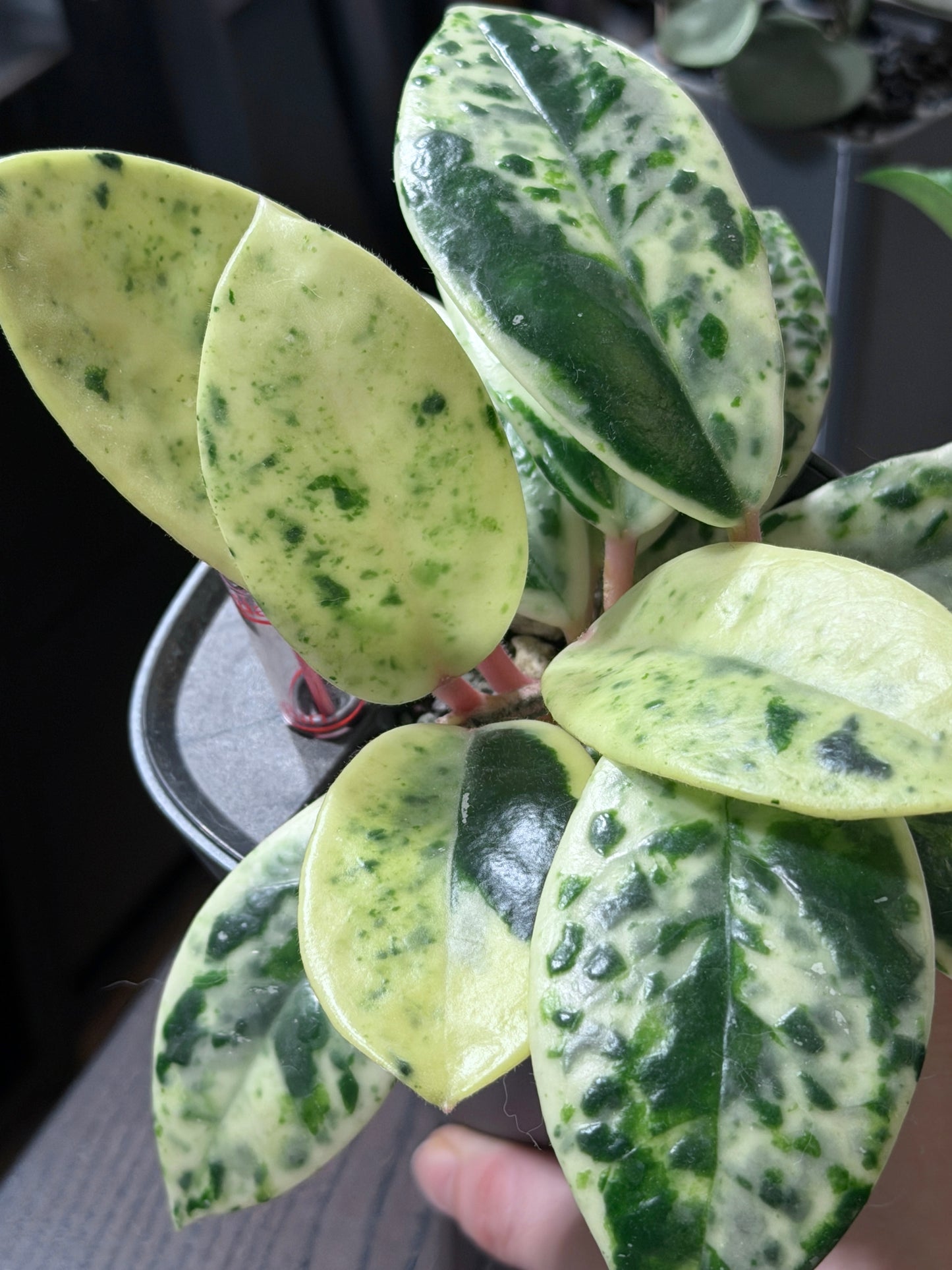 Hoya Carnosa Madara 'Snow Angel' | Rare cutting, unrooted, 1-2 leaves