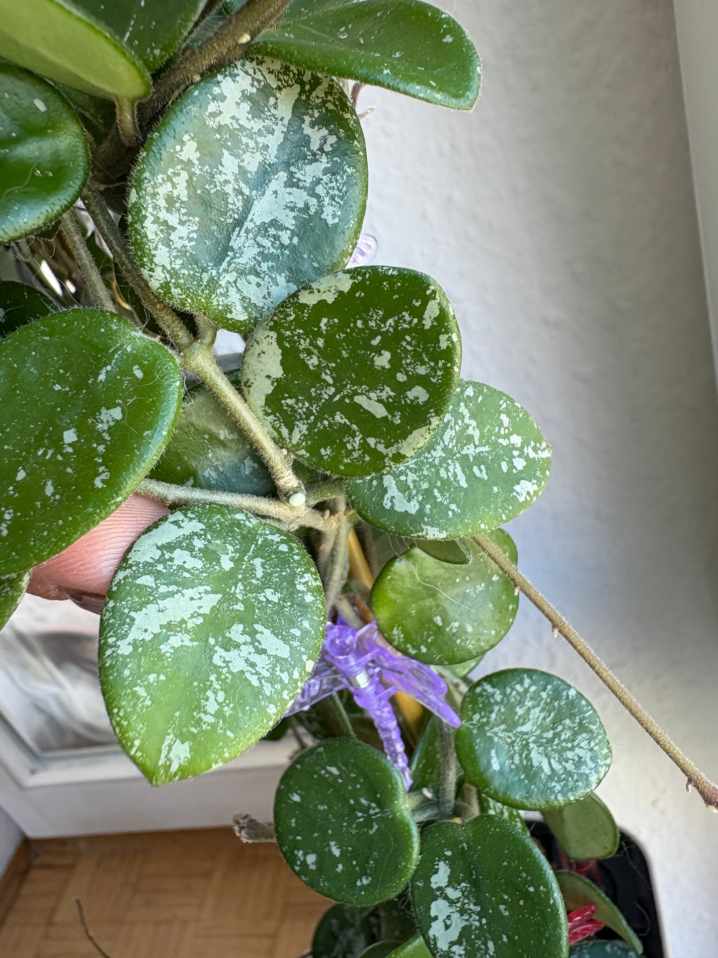 Hoya Mathilde cutting - unrooted, 4-6 leaves