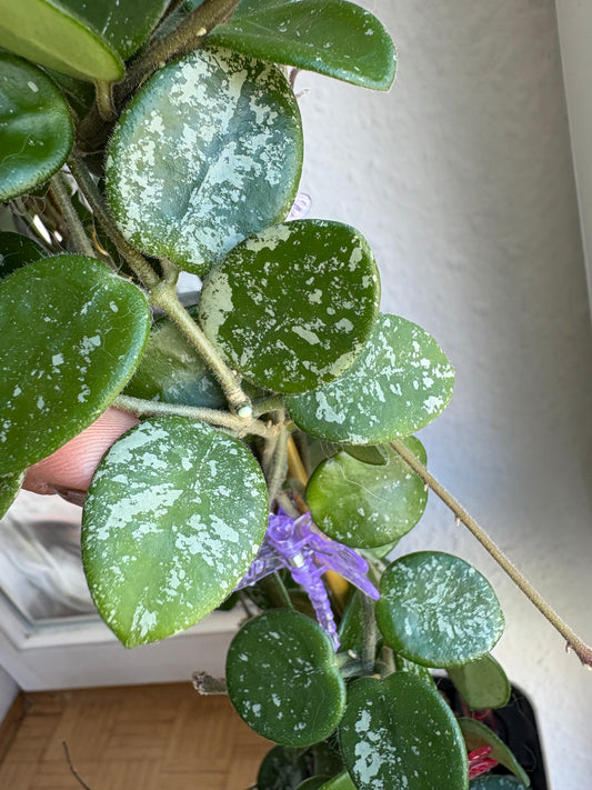 Hoya Mathilde cutting - unrooted, 4-6 leaves