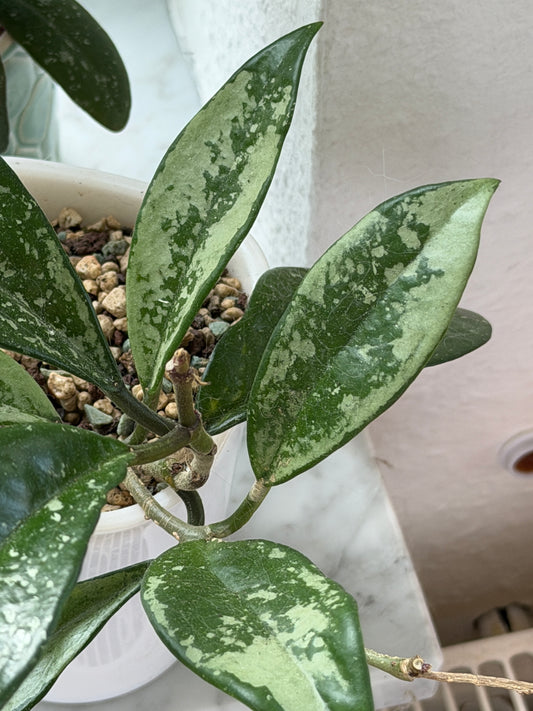 Hoya sp. AH074 ‚Silver Moon‘ – Steckling, unbewurzelt, 1-2 Blätter
