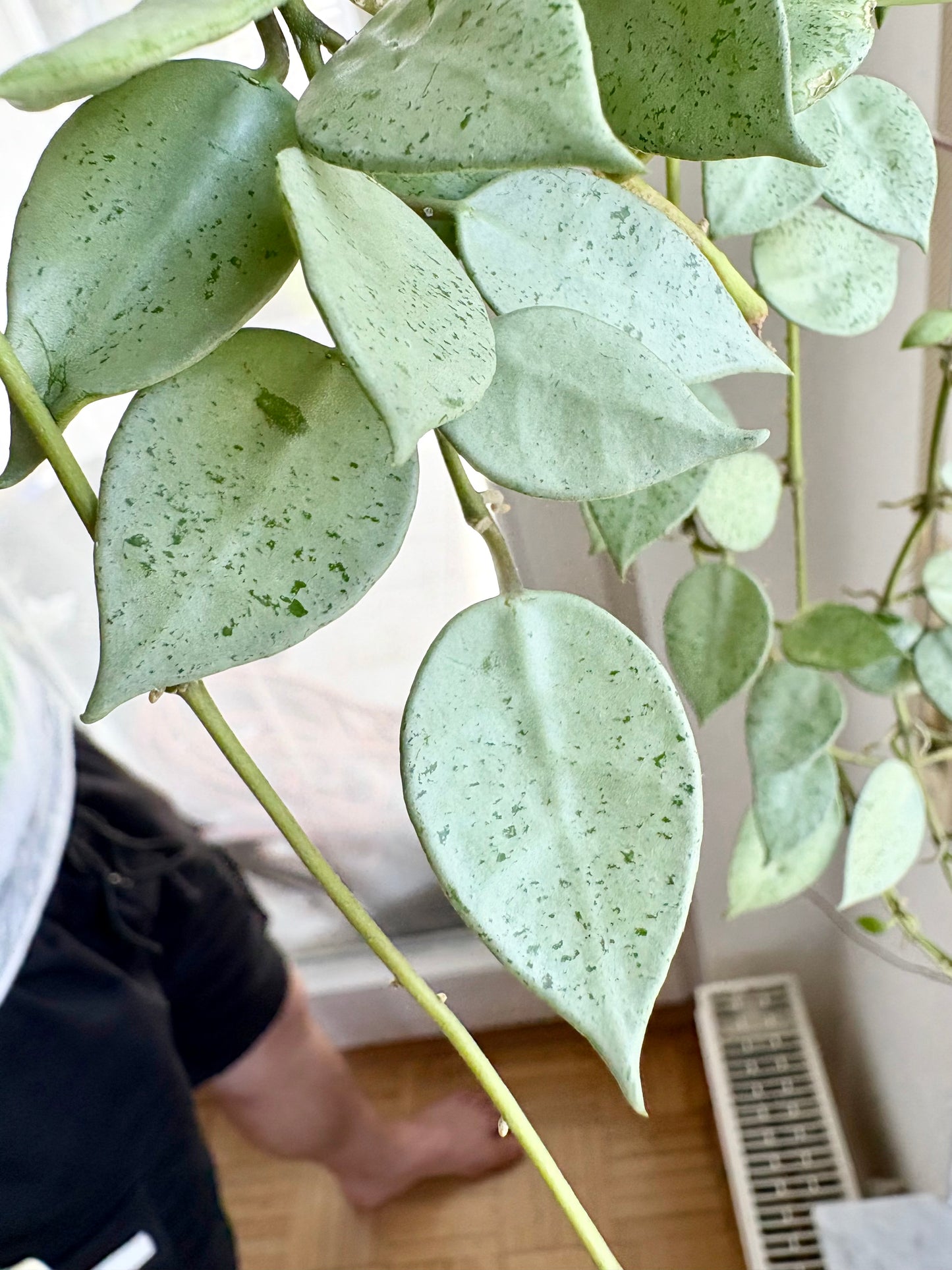 Hoya Lacunosa 'Mint Coin' – Cutting, unrooted, 1-2 leaves, silvery-shimmering