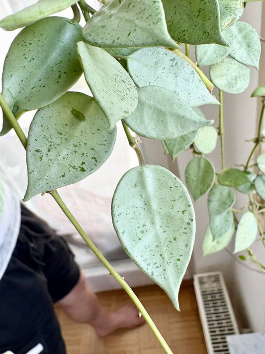 Hoya Lacunosa 'Mint Coin' – Cutting, unrooted, 1-2 leaves, silvery-shimmering