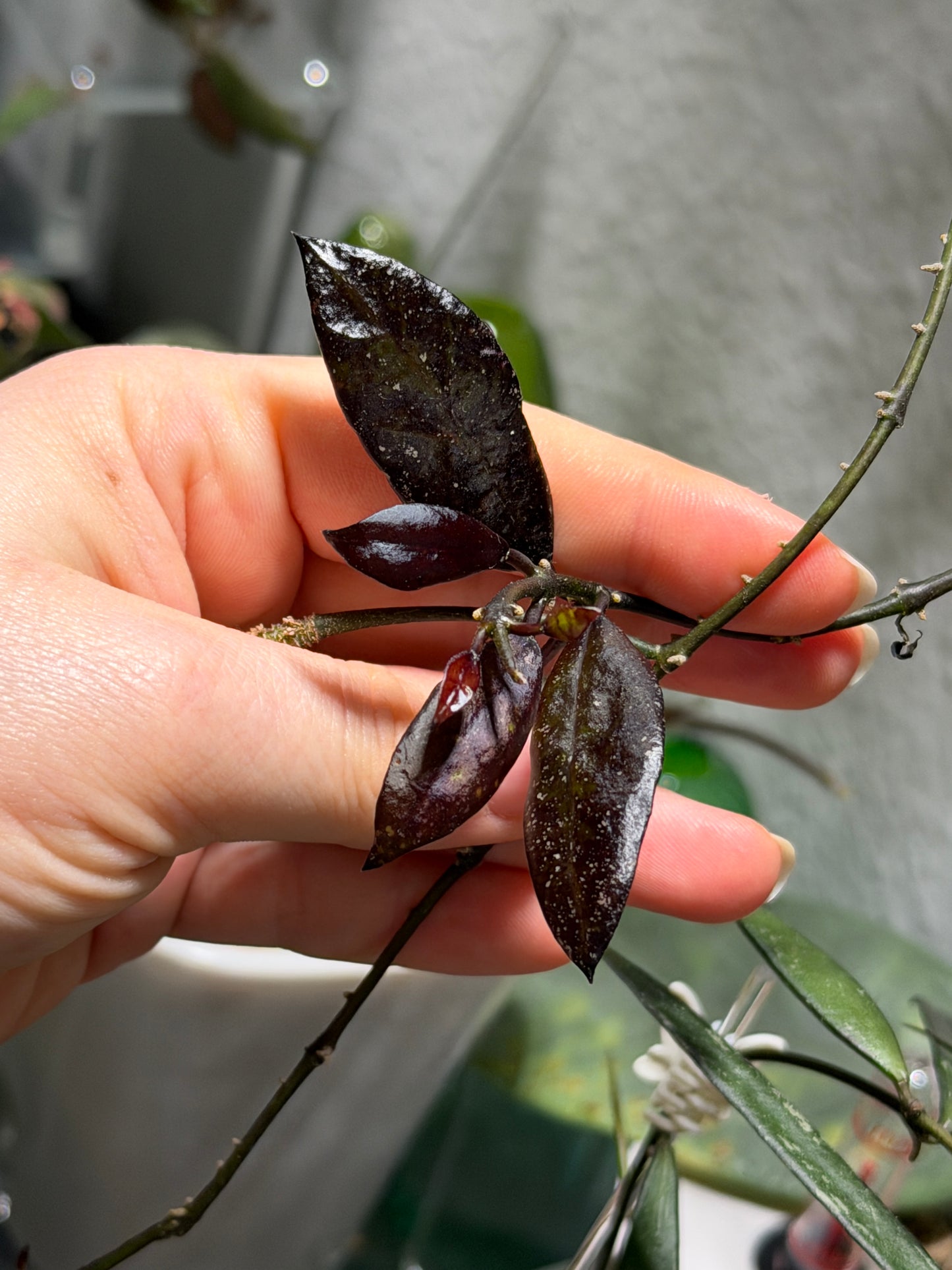 Hoya Lacunosa 'Royal Flush' – cutting, unrooted, 1-2 leaves, plant, wax plant, dark green beauty