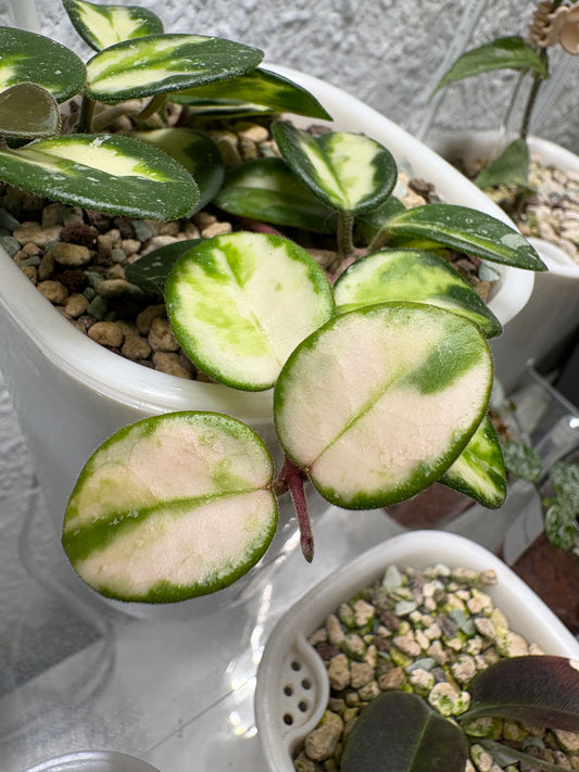 Hoya Mathilde Variegata cutting – unrooted, 1-2 leaves