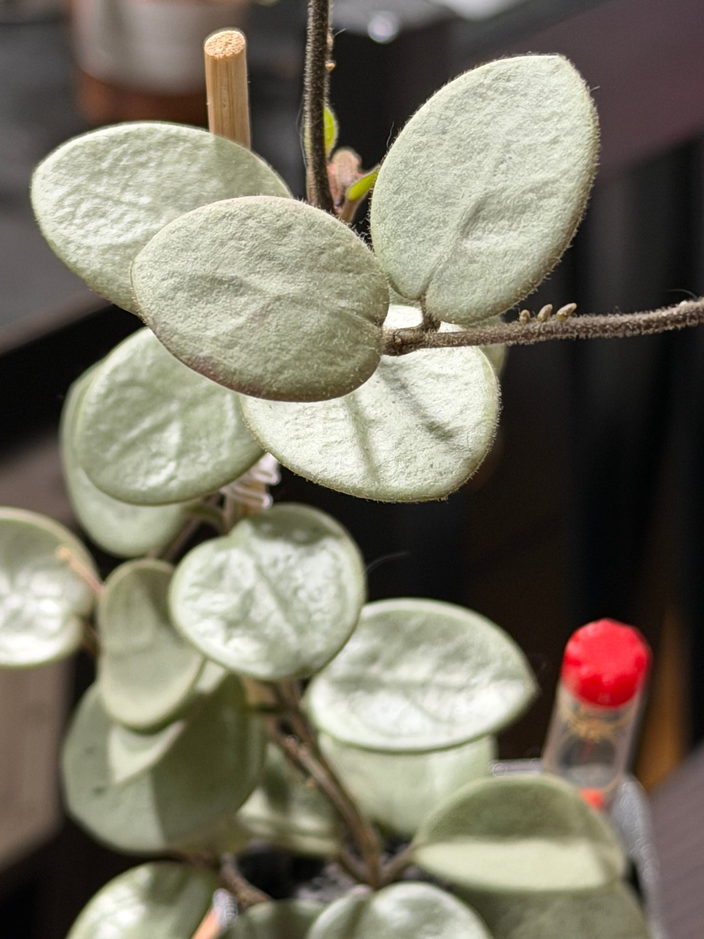 Hoya Mathilde 'Grey Fairy' | Rare cutting, unrooted, 1-2 leaves