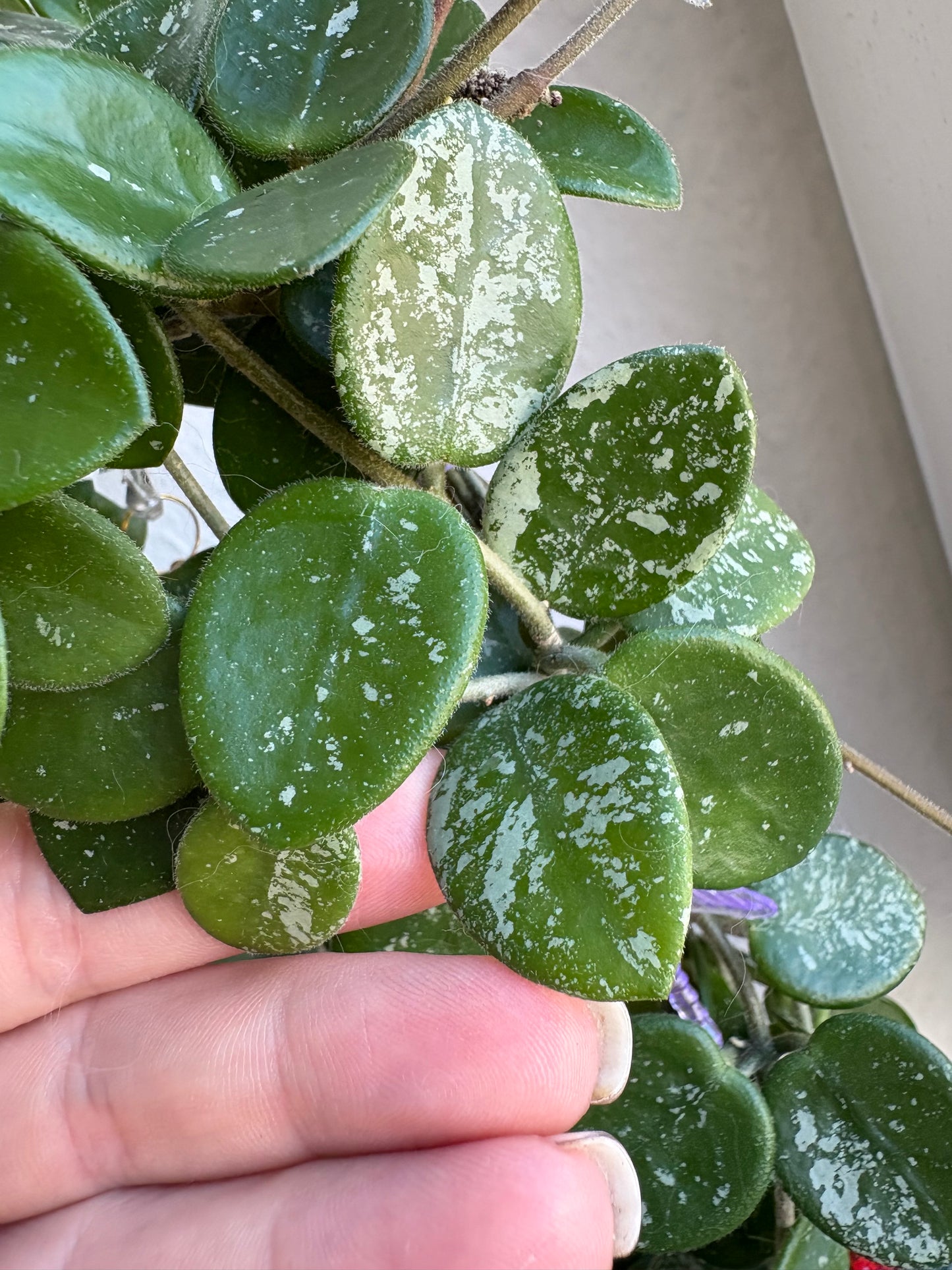 Hoya Mathilde cutting - unrooted, 4-6 leaves
