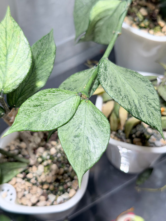 Hoya Polyneura 'Full Silver' | – Cutting, unrooted, 1-2 leaves