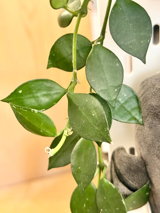 Hoya 'Krohniana' – cutting, unrooted, 2-4 leaves