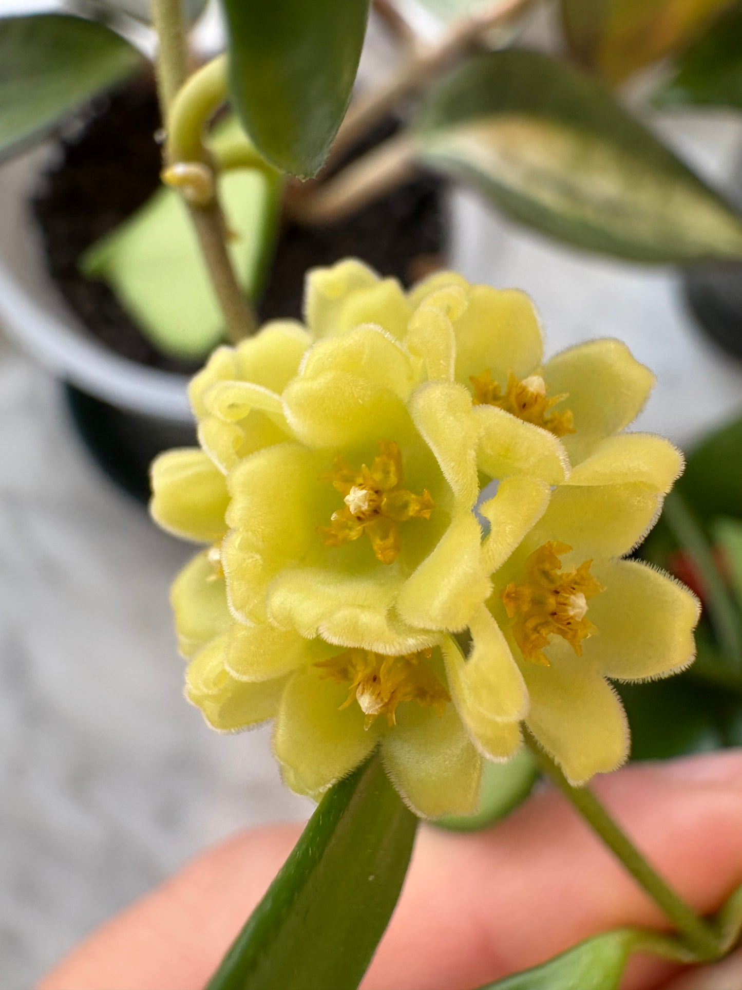 Hoya Davidcummingii Yellow Flowers – Cutting, unrooted, 1-2 leaves