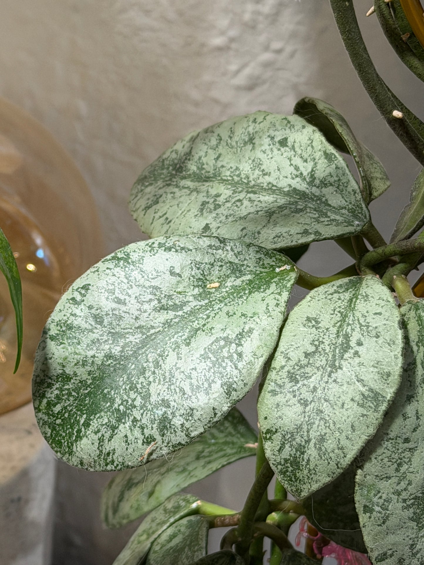 Hoya Waymaniae 'Cloudy Sky' – cutting, unrooted, 1-2 leaves