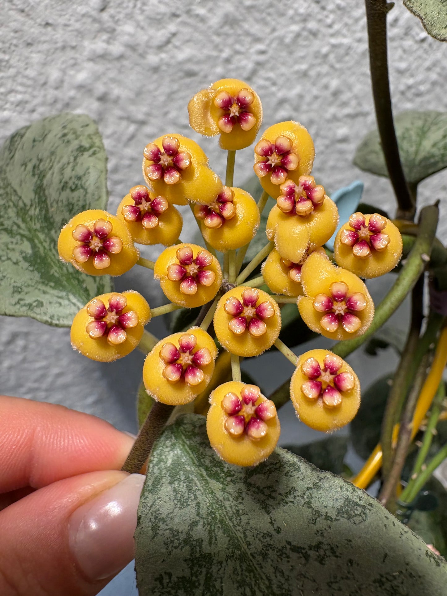 Hoya Waymaniae 'Cloudy Sky' – cutting, unrooted, 1-2 leaves