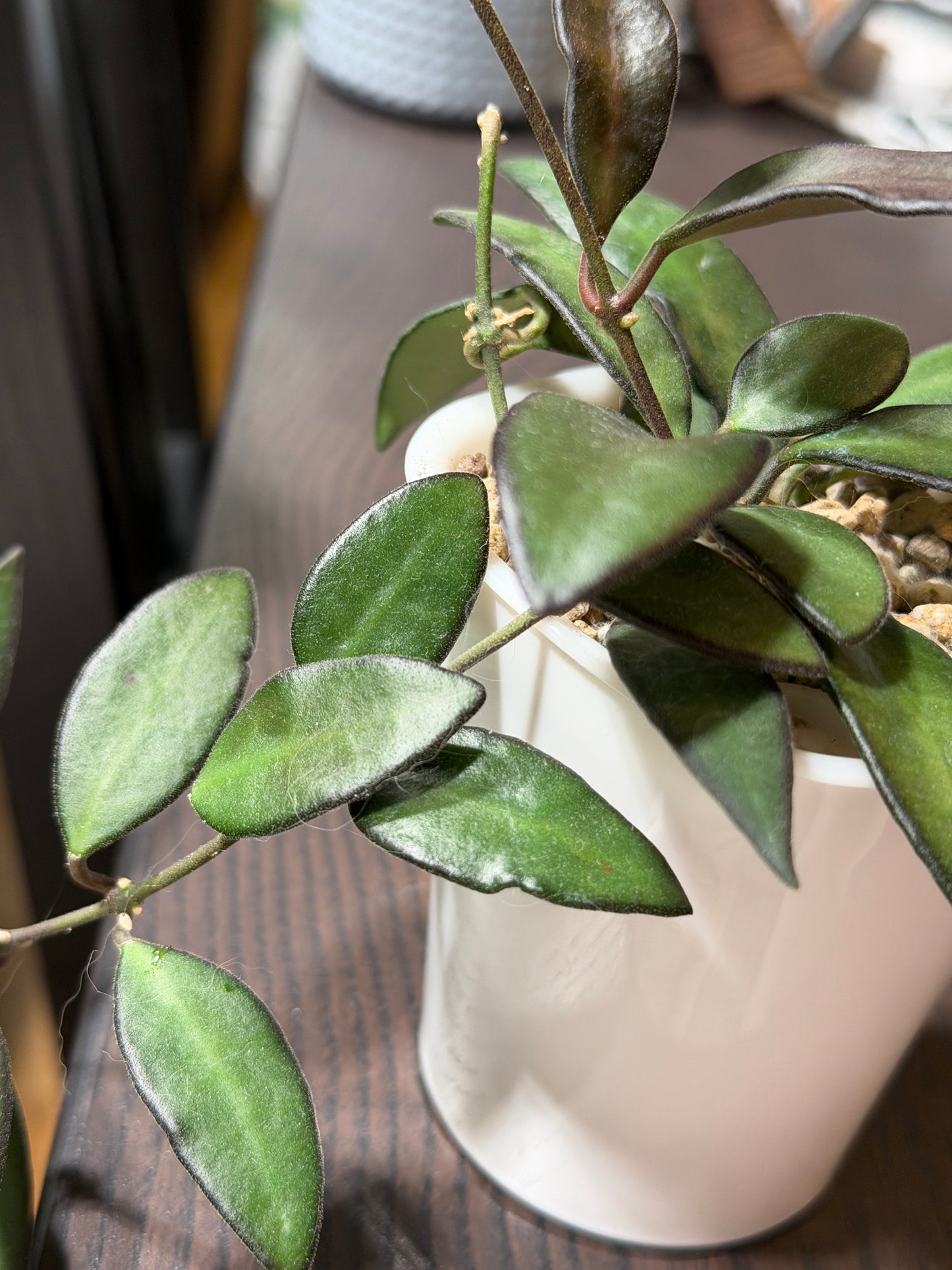 Hoya 'Rosita' – cutting, unrooted, 1-2 leaves