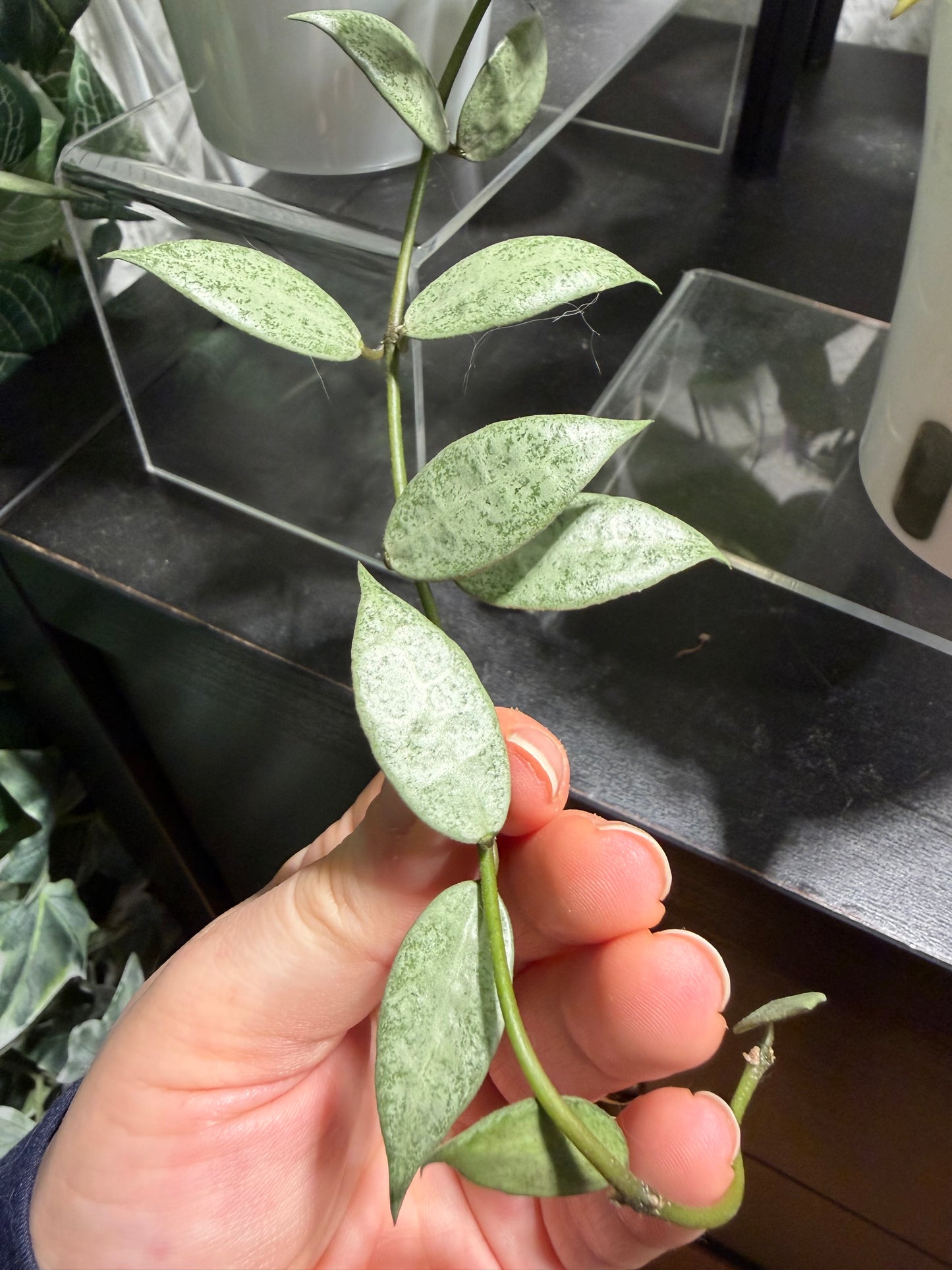 Hoya Lacunosa 'Louisa's Silver' – cutting, unrooted, 1-2 leaves, silvery leaf shine