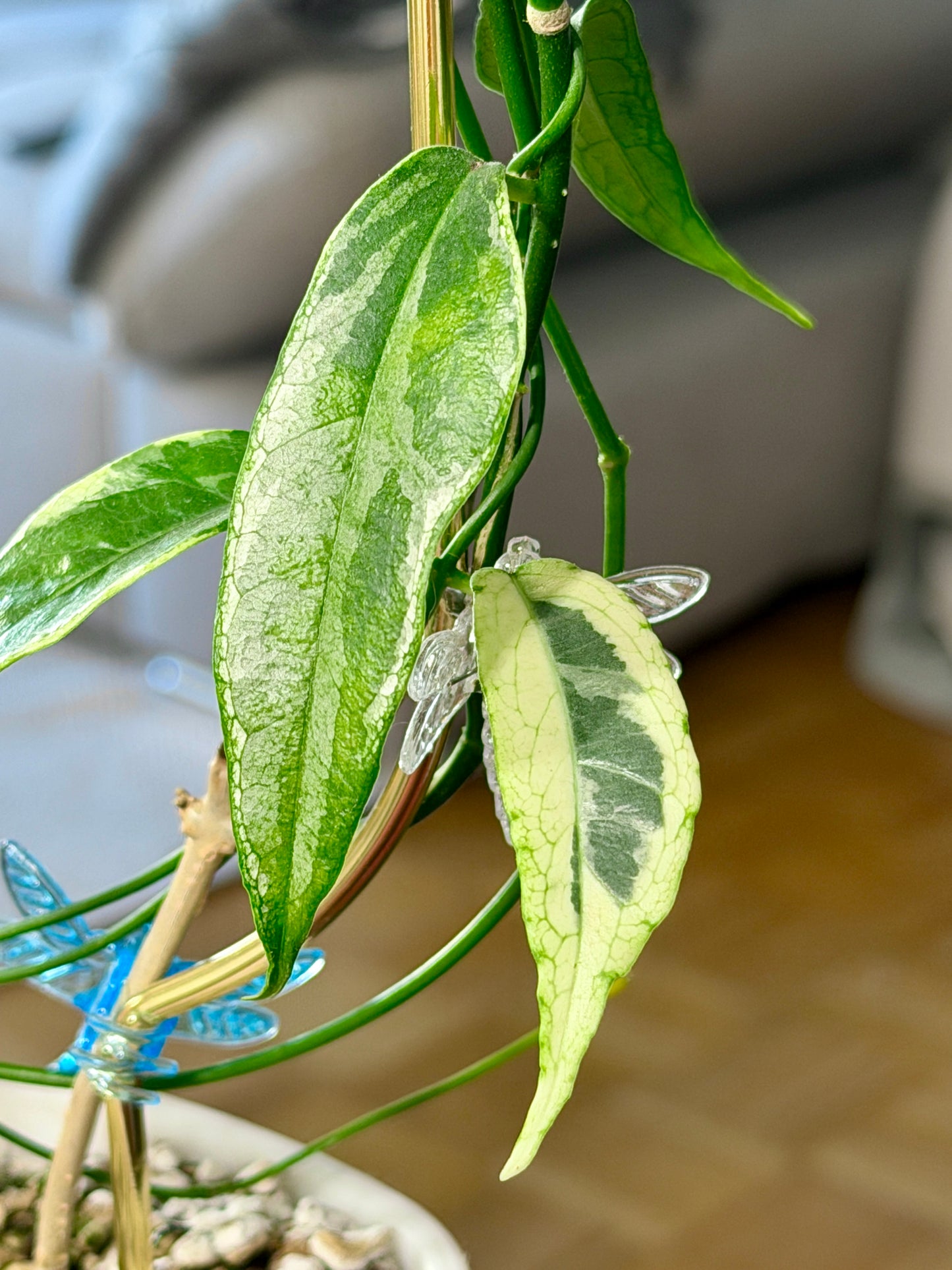 Hoya buotii albomarginata | cutting, unrooted, 1-2 leaves
