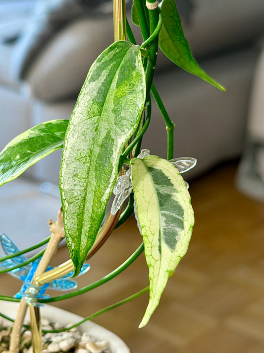 Hoya buotii albomarginata | cutting, unrooted, 1-2 leaves