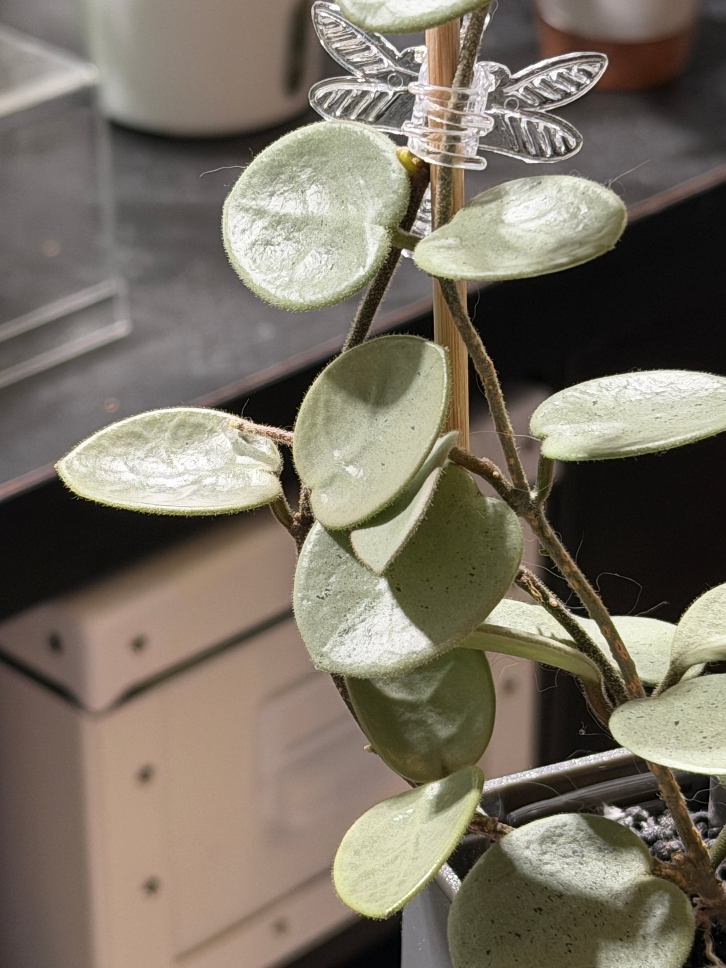Hoya Mathilde 'Grey Fairy' | Rare cutting, unrooted, 1-2 leaves