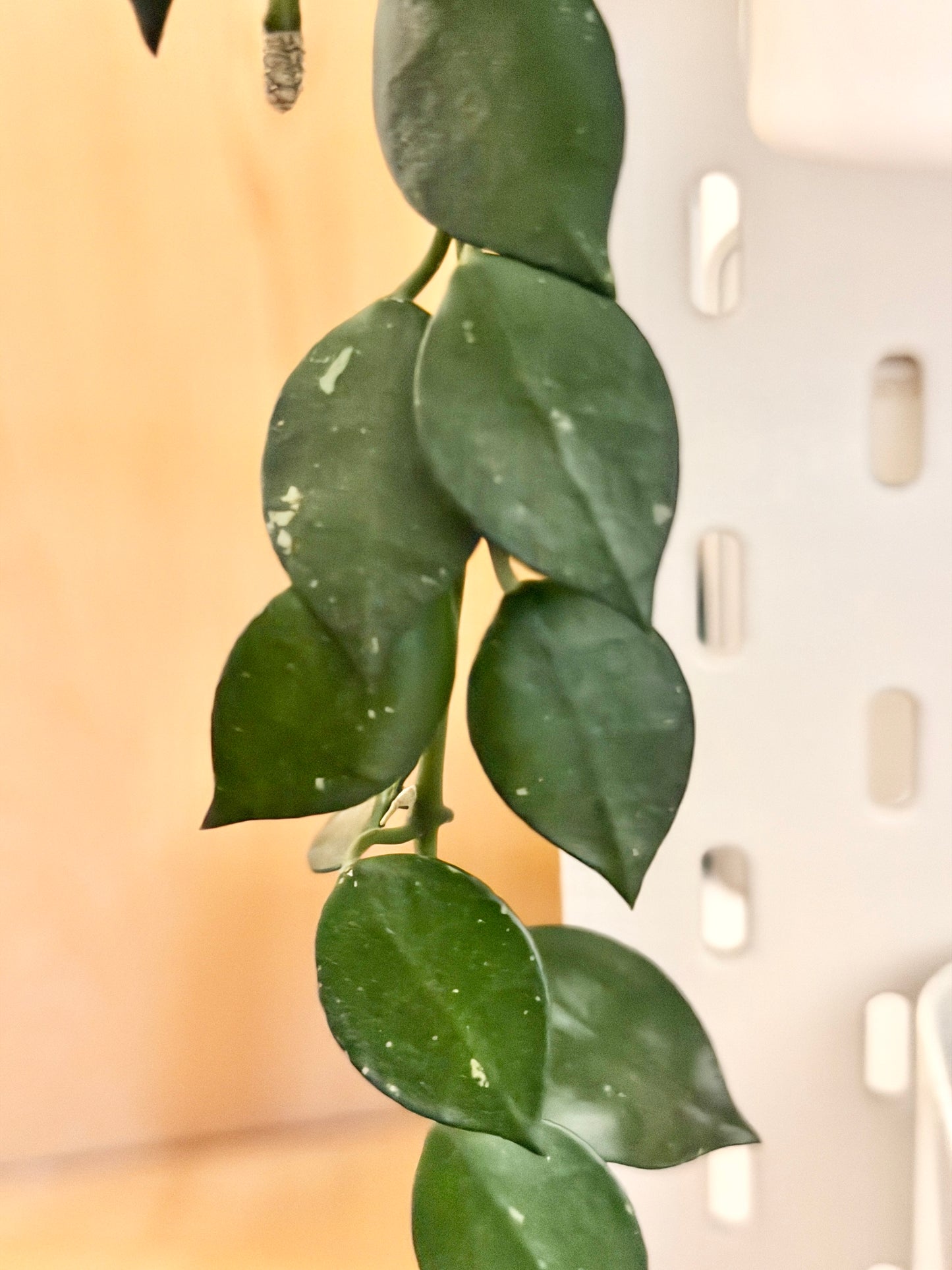 Hoya 'Krohniana' – cutting, unrooted, 2-4 leaves
