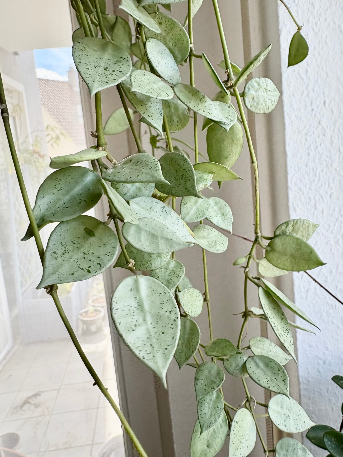Hoya Lacunosa 'Mint Coin' – Cutting, unrooted, 1-2 leaves, silvery-shimmering