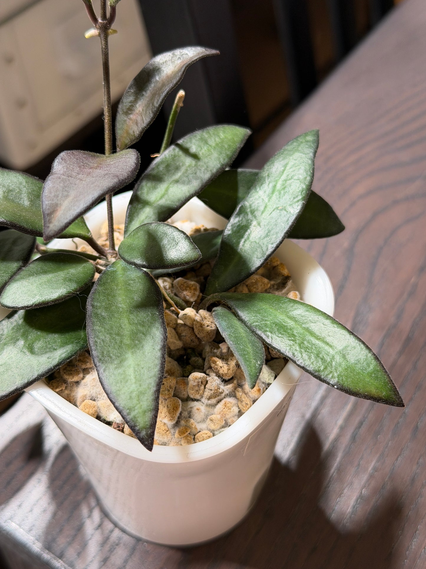 Hoya 'Rosita' – cutting, unrooted, 1-2 leaves