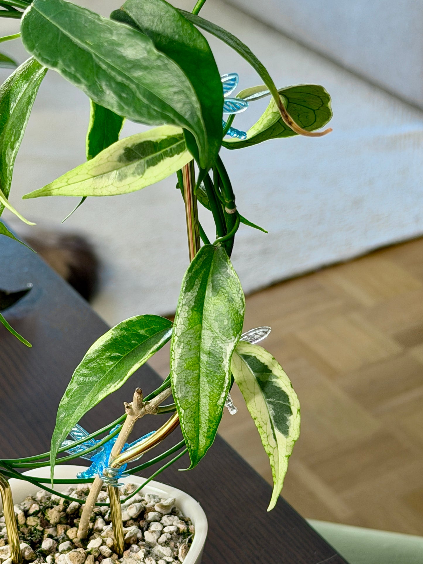Hoya buotii albomarginata | cutting, unrooted, 1-2 leaves