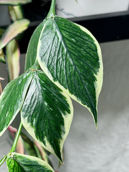 Hoya Polyneura Albomarginata aka 'Outer Variegata' | Cutting, unrooted, 1-2 leaves