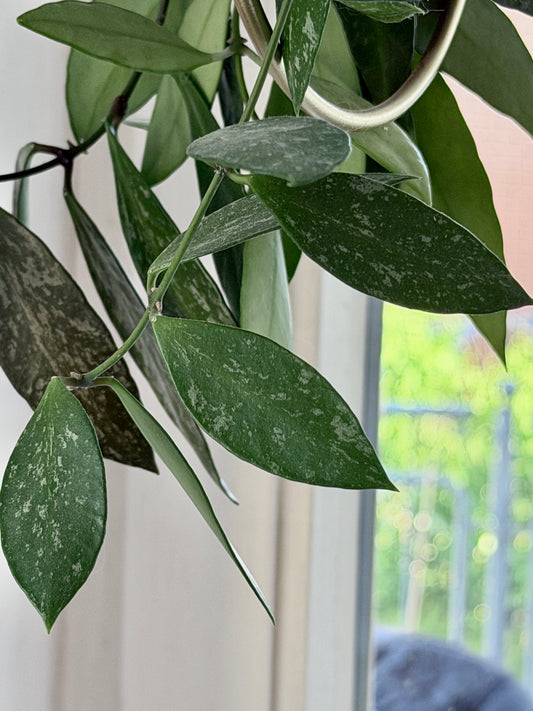 Hoya 'Memoria' aka Gracilis – Cutting, unrooted, 2-4 leaves