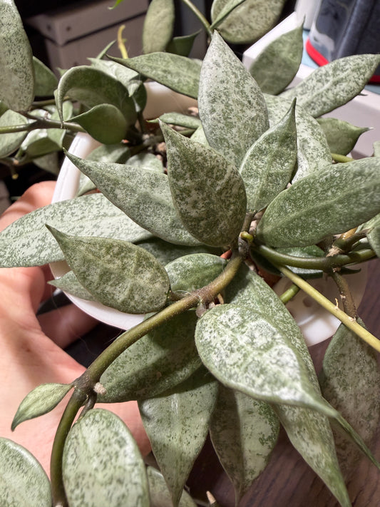 Hoya Lacunosa 'Louisa's Silver' – cutting, unrooted, 1-2 leaves, silvery leaf shine