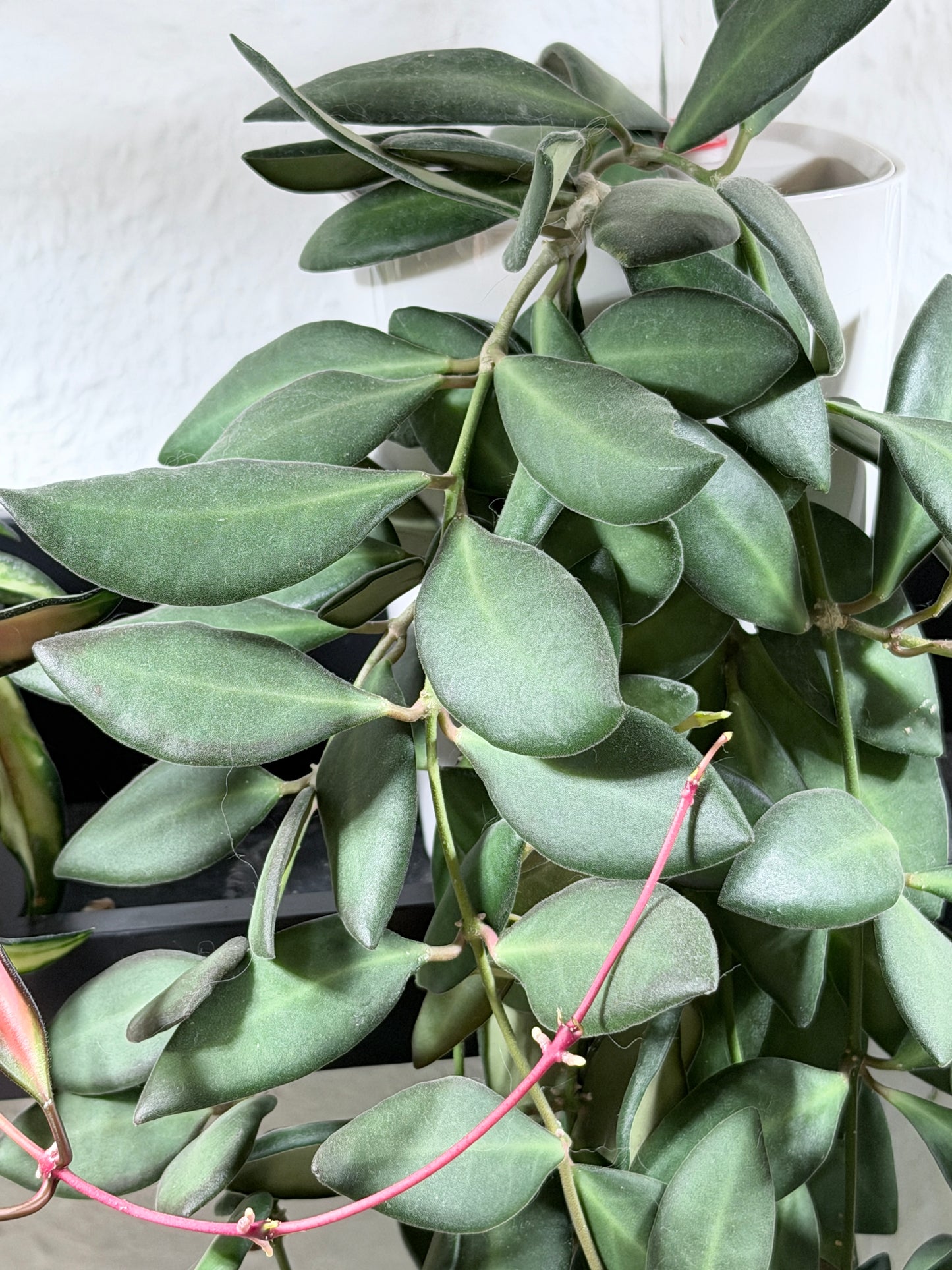 Hoya 'Burtoniae' – cutting, unrooted, 2-4 leaves