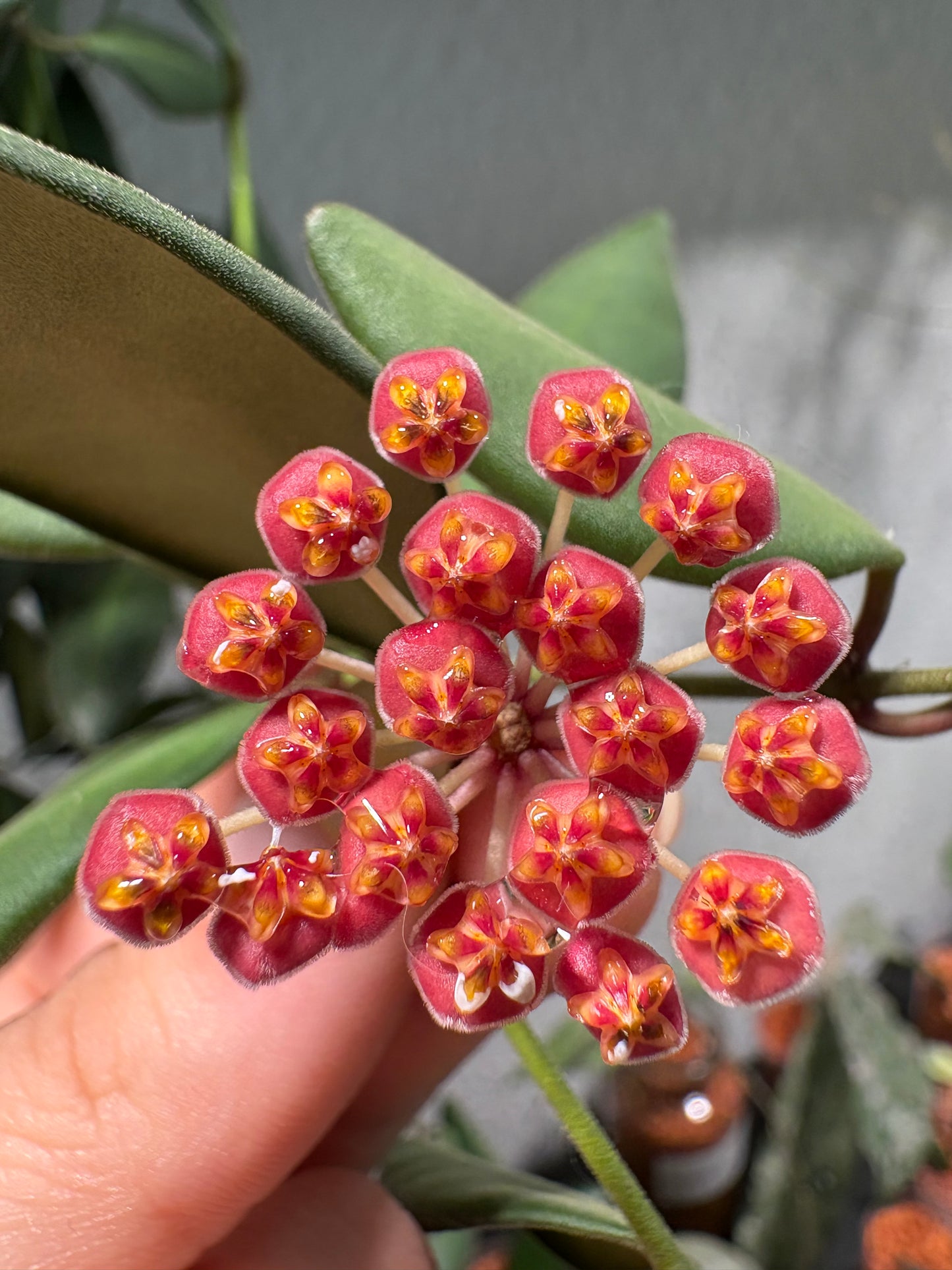 Hoya 'Burtoniae' – cutting, unrooted, 2-4 leaves