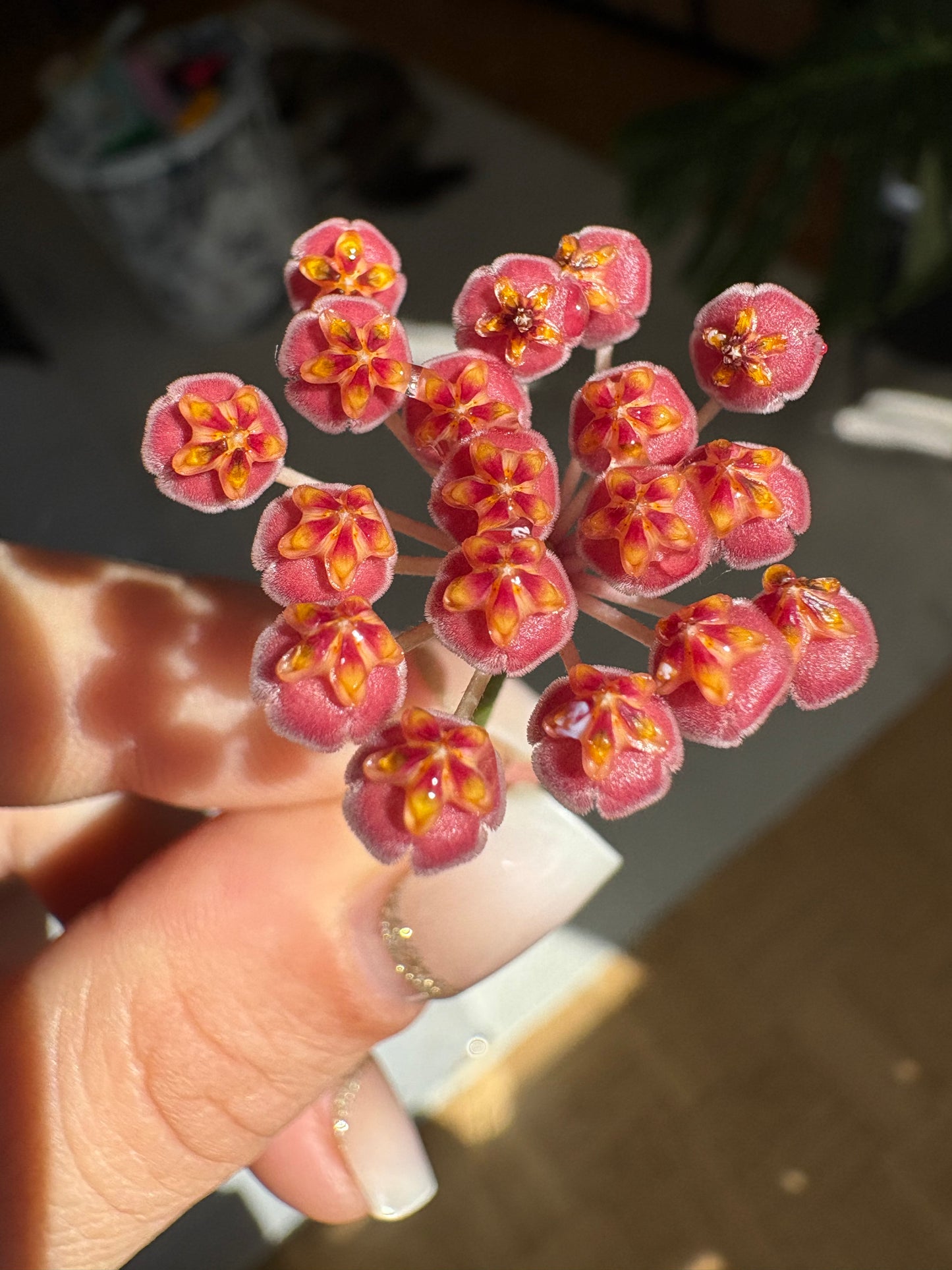 Hoya 'Burtoniae' – cutting, unrooted, 2-4 leaves