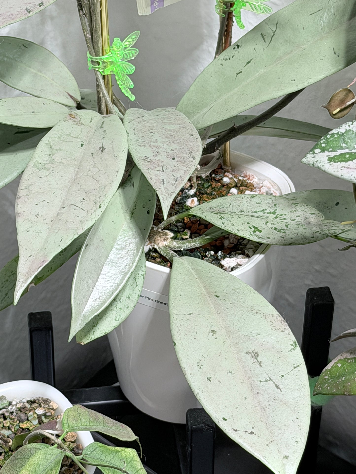 Hoya Pubicalyx Pink Silver Ghost – cutting, unrooted, 1-2 leaves