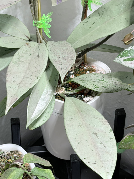Hoya Pubicalyx Pink Silver Ghost – cutting, unrooted, 1-2 leaves