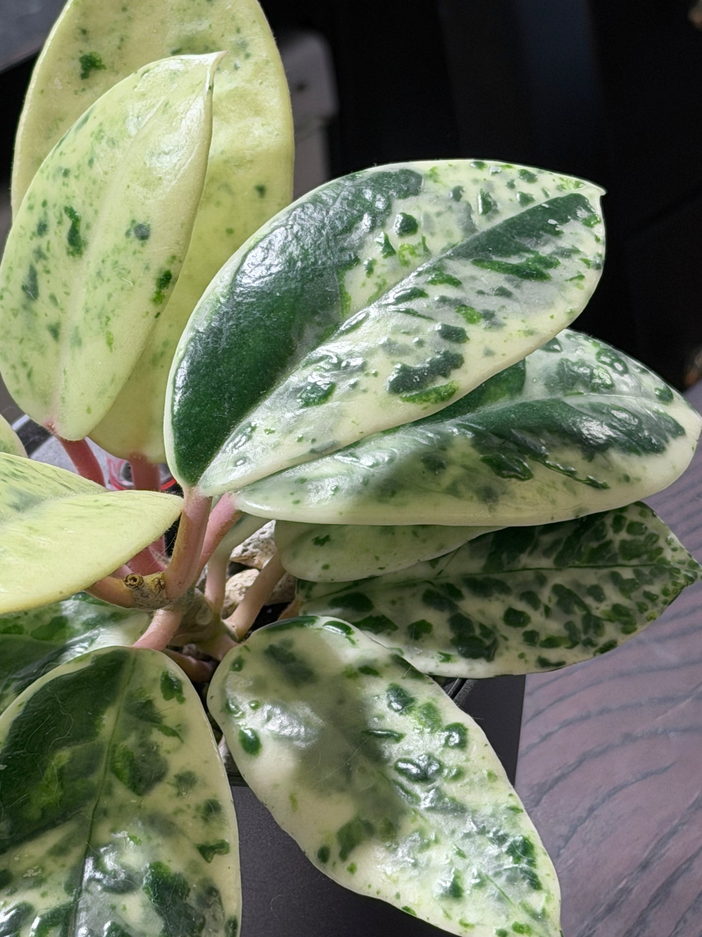 Hoya Carnosa Madara 'Snow Angel' | Rare cutting, unrooted, 1-2 leaves