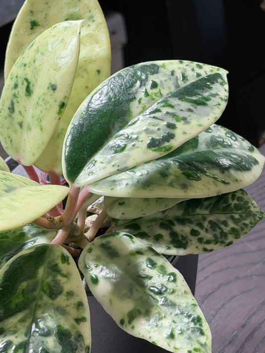 Hoya Carnosa Madara 'Snow Angel' | Rare cutting, unrooted, 1-2 leaves
