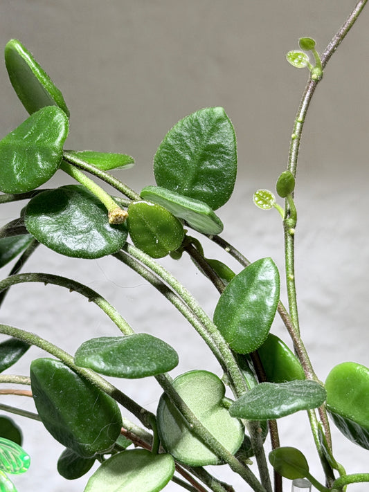 Hoya Tengchongensis – cutting, unrooted, 1-2 leaves