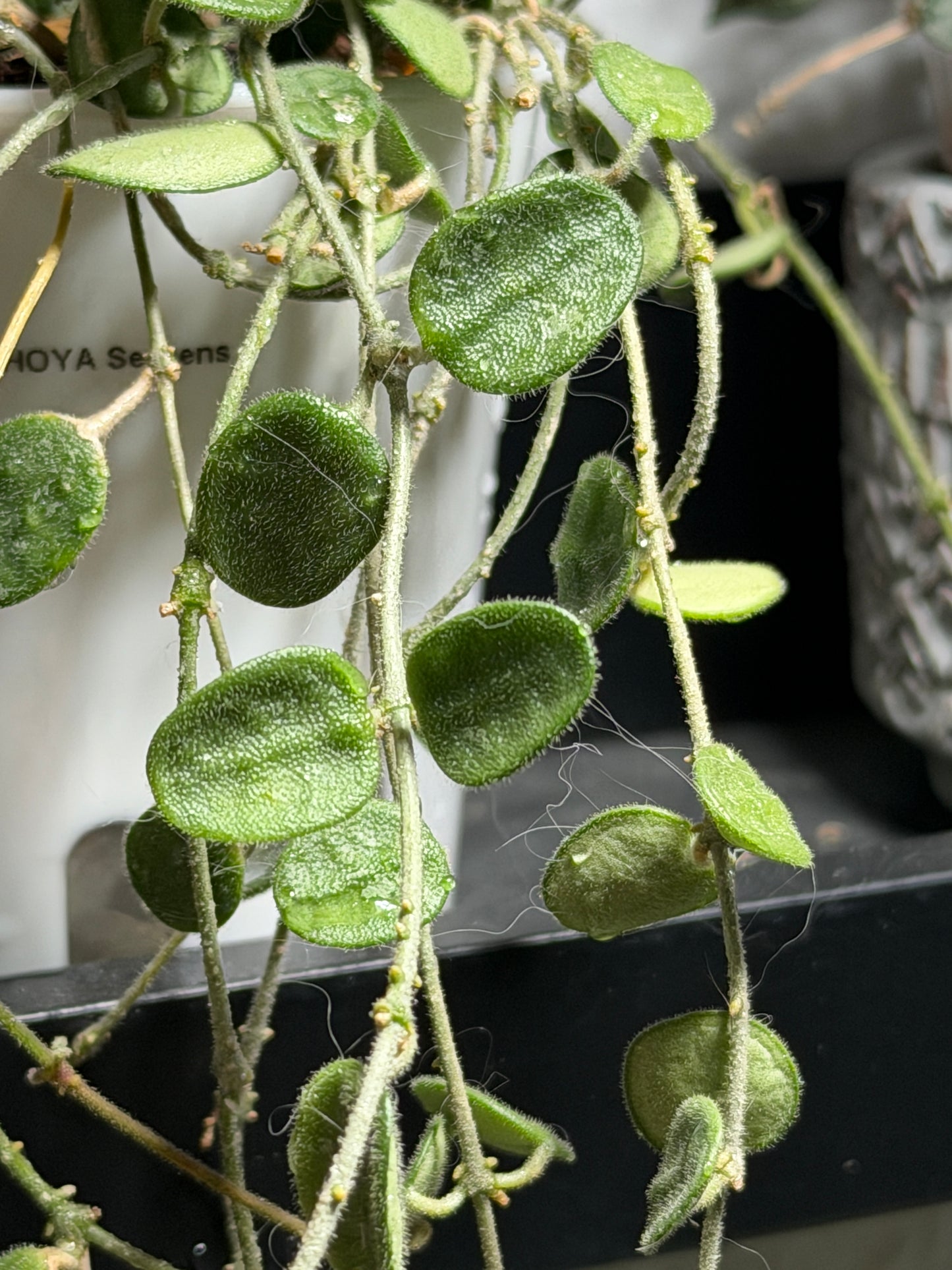 Hoya 'Serpens' | Unrooted cutting 2-4 leaves