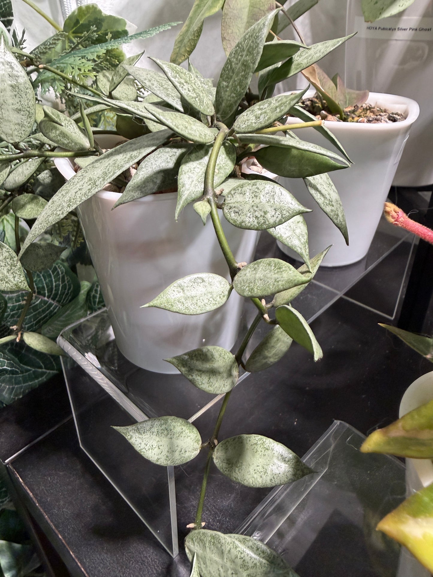 Hoya Lacunosa 'Louisa's Silver' – cutting, unrooted, 1-2 leaves, silvery leaf shine