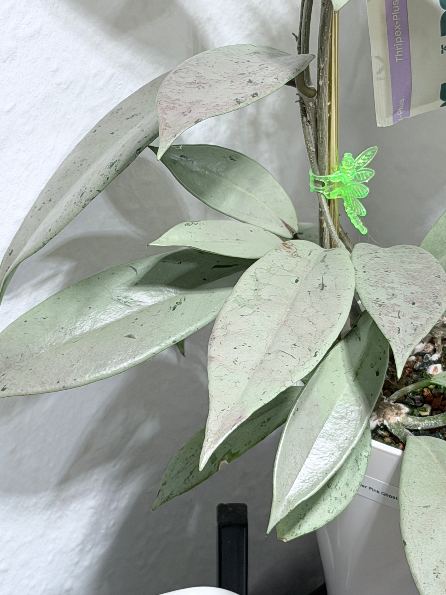 Hoya Pubicalyx Pink Silver Ghost – cutting, unrooted, 1-2 leaves