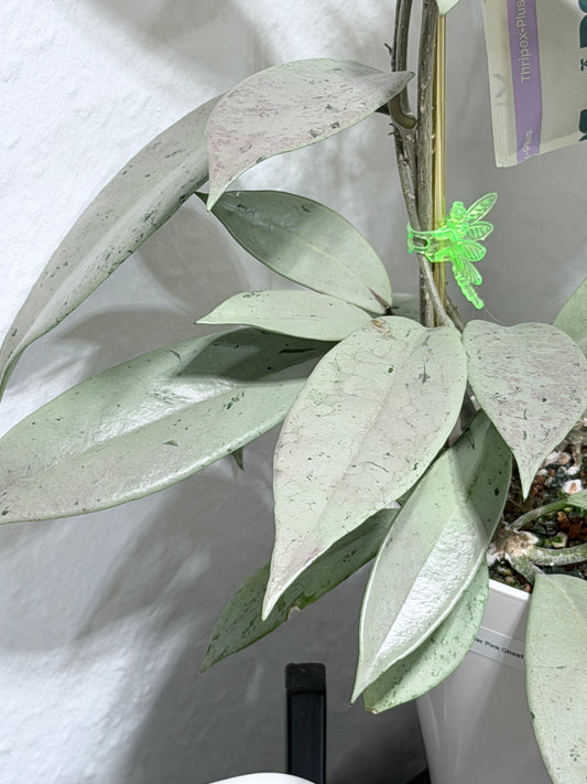 Hoya Pubicalyx Pink Silver Ghost – cutting, unrooted, 1-2 leaves