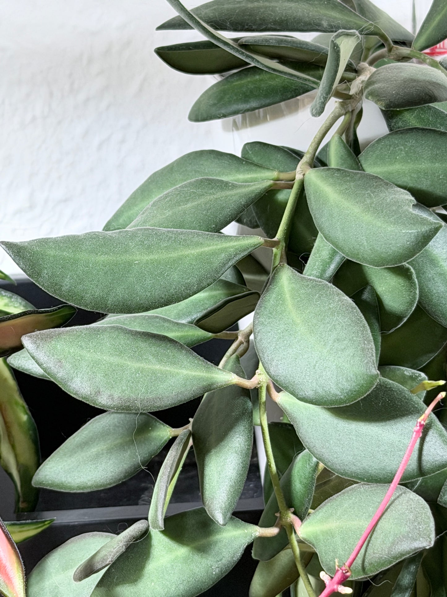 Hoya 'Burtoniae' – cutting, unrooted, 2-4 leaves