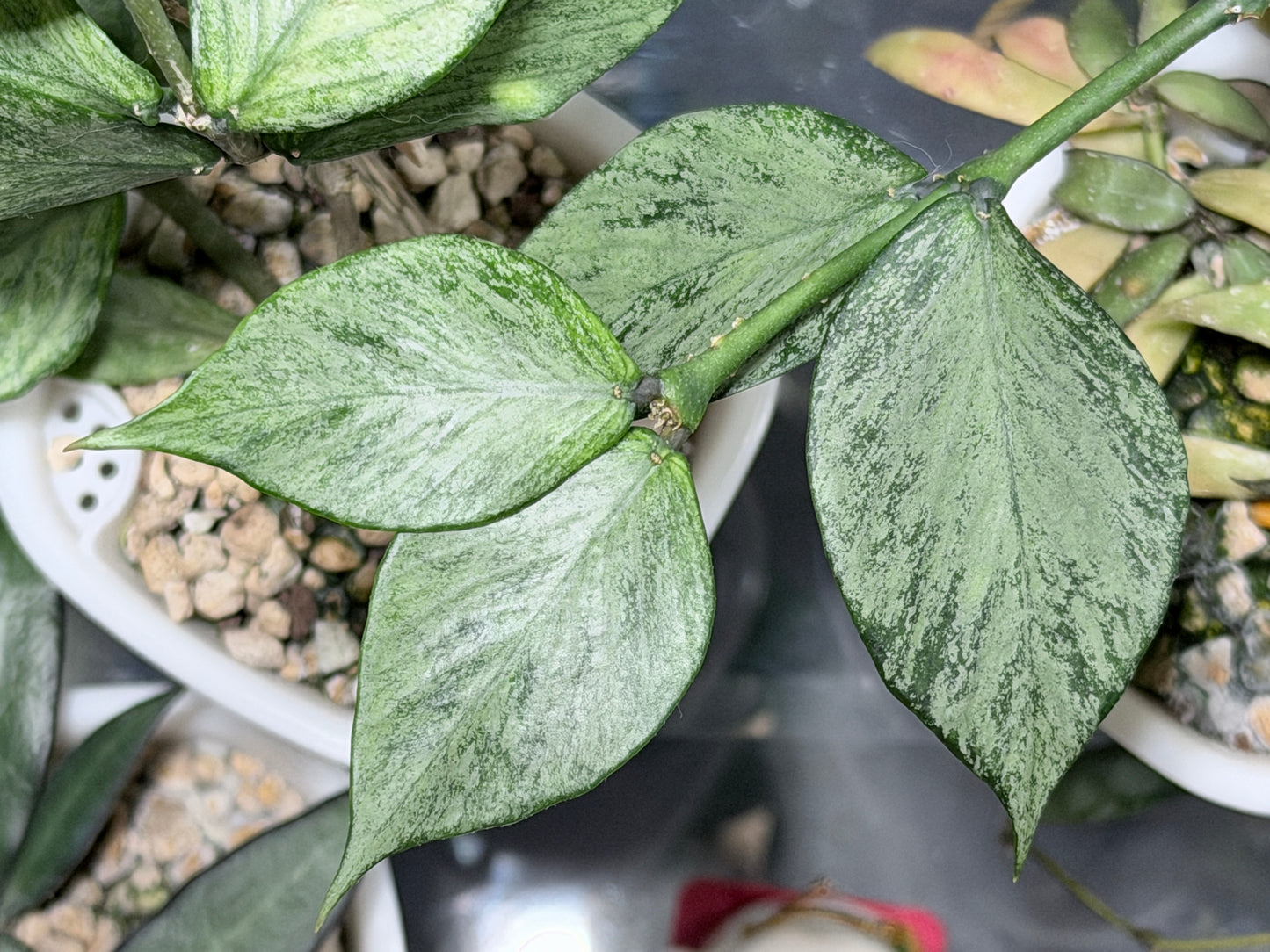 Hoya Polyneura 'Full Silver' | – Cutting, unrooted, 1-2 leaves
