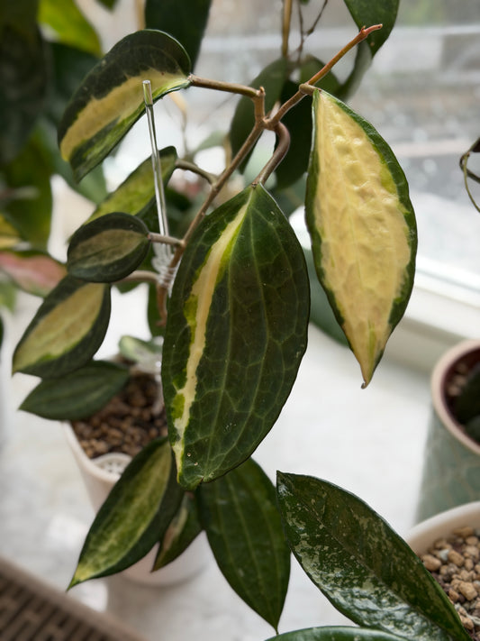 Hoya Latifolia Inner Variegata ‚Pot of Gold‘ – Steckling, unbewurzelt, 1-2 Blätter