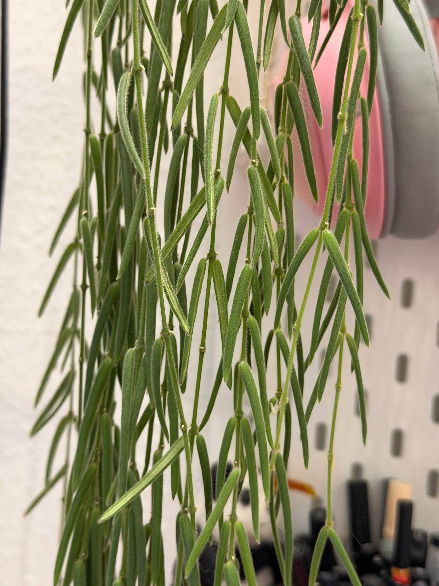 Hoya 'Linearis' – cutting, unrooted, 4-6 leaves
