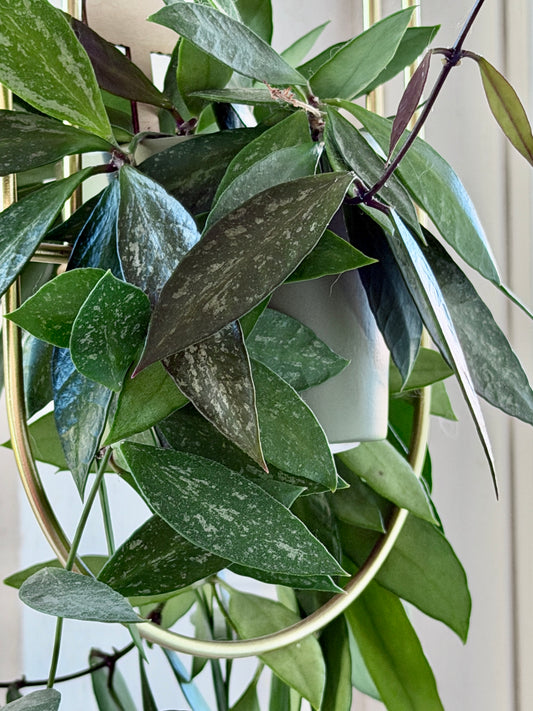 Hoya 'Memoria' aka Gracilis – Cutting, unrooted, 2-4 leaves
