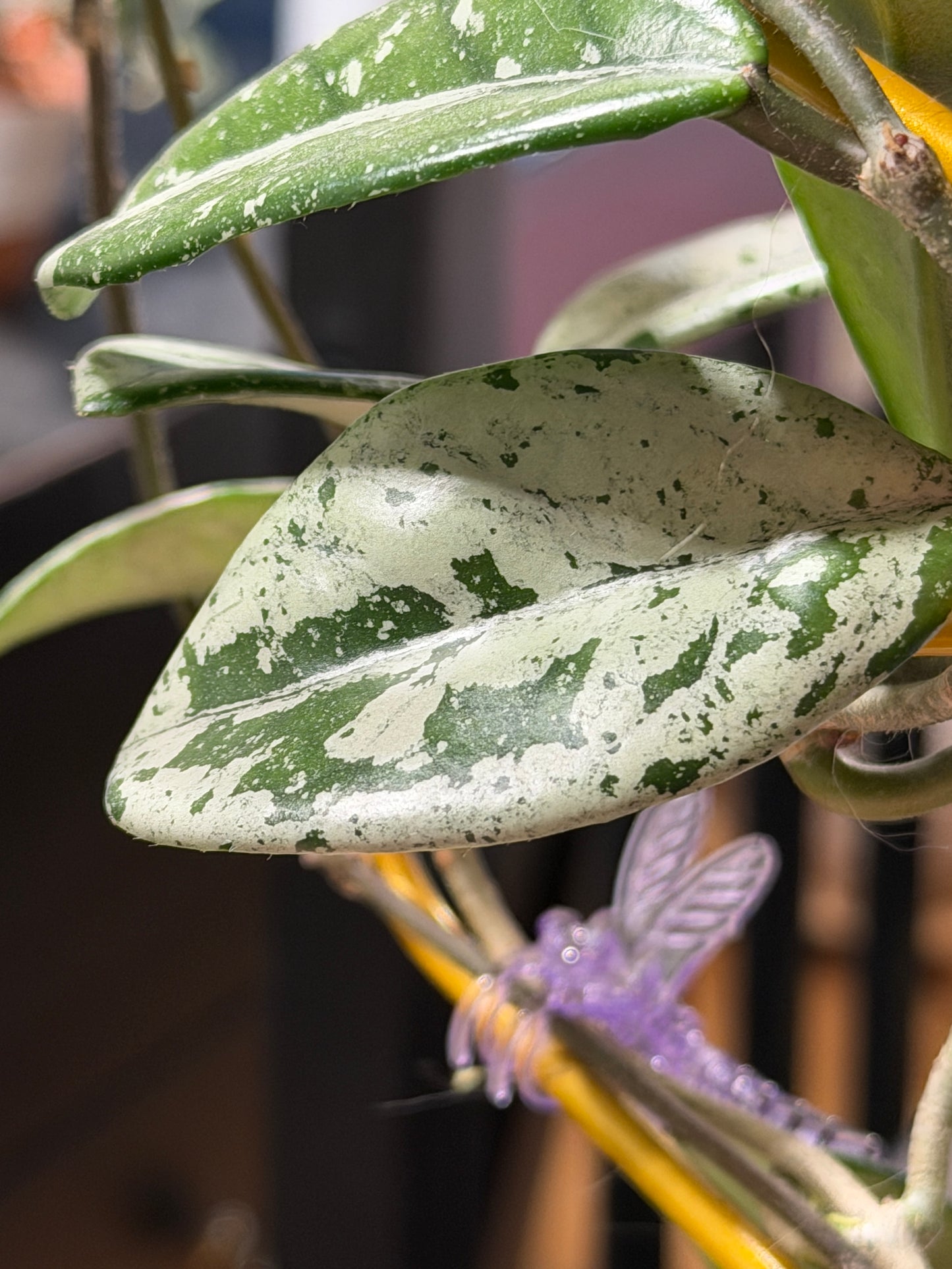 Hoya Carnosa 'Wilbur Graves' – cutting, unrooted, 1-2 leaves