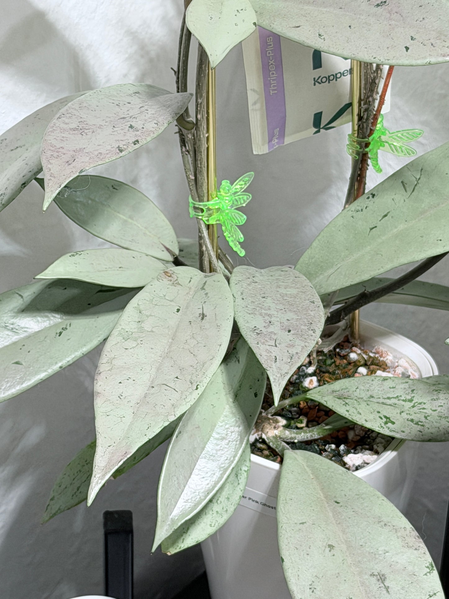 Hoya Pubicalyx Pink Silver Ghost – cutting, unrooted, 1-2 leaves